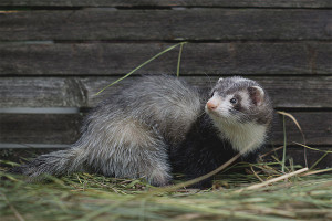 How to get rid of a ferret in a chicken coop