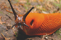 How to get rid of slugs and snails