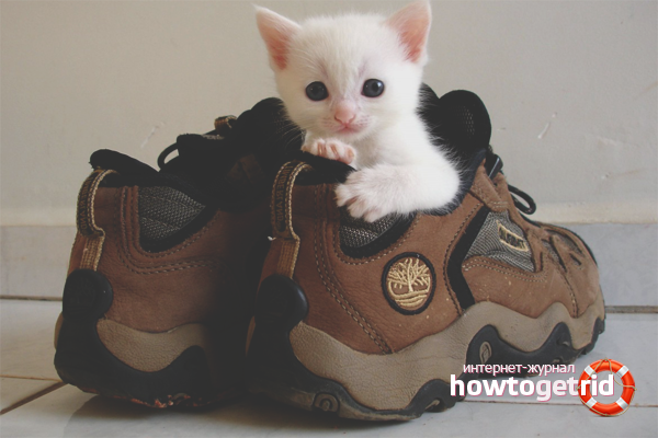 Comment se débarrasser de l'odeur d'urine de chat dans les chaussures