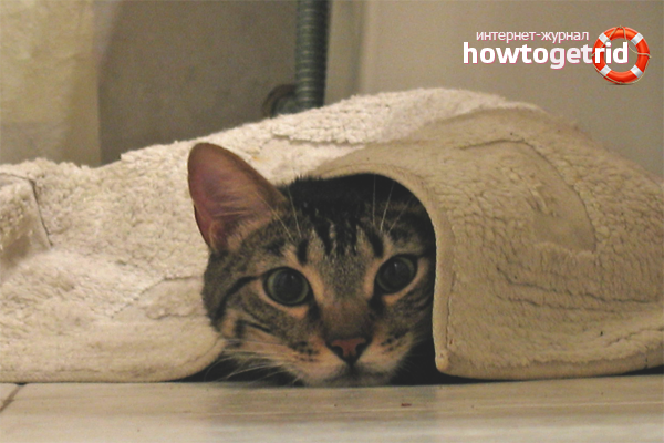 Comment se débarrasser de l'odeur d'urine de chat