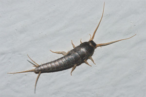 How to get rid of silverfish