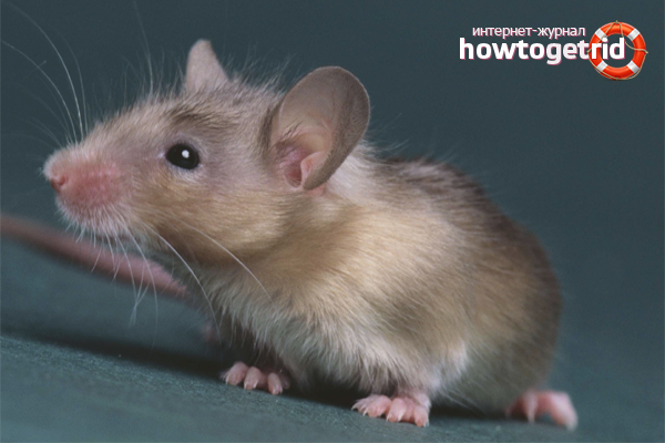 How to get rid of mice