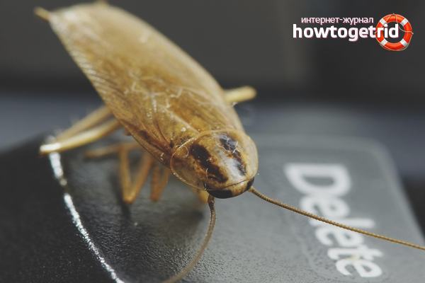 How to get rid of cockroaches folk remedies