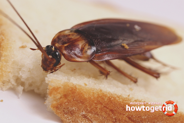 How to get rid of cockroaches