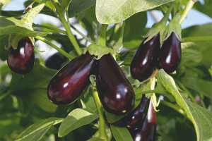 How to grow eggplant seedlings