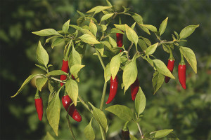 How to grow pepper seedlings