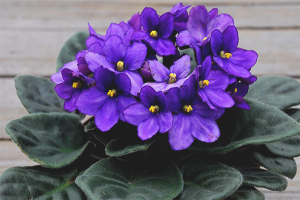 How to grow violets