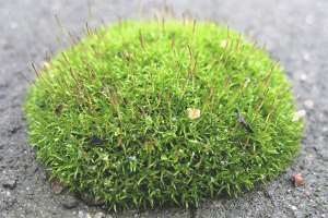 How to get rid of moss on the lawn