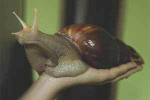 How to care for Achatina