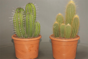 How to care for a cactus