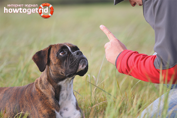 Allowed Dog Punishment Methods