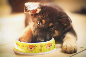 How to feed a German Shepherd puppy