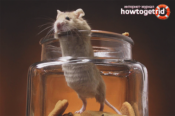 How to catch a mouse in an apartment without a mousetrap