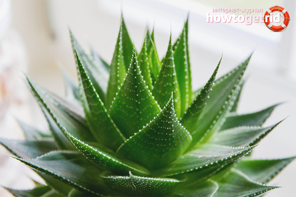 Comment prendre soin de l'aloe vera