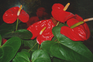 How to care for anthurium