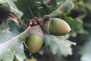 How to grow an oak from an acorn