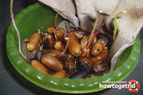 Germination du chêne