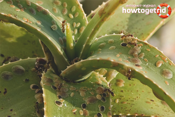 Ravageurs de l'aloès