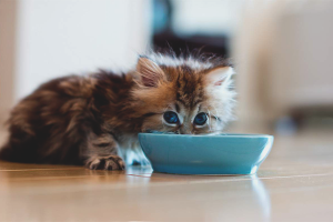 How to feed monthly kittens