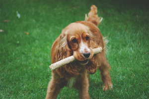 How to teach a dog to bring a stick