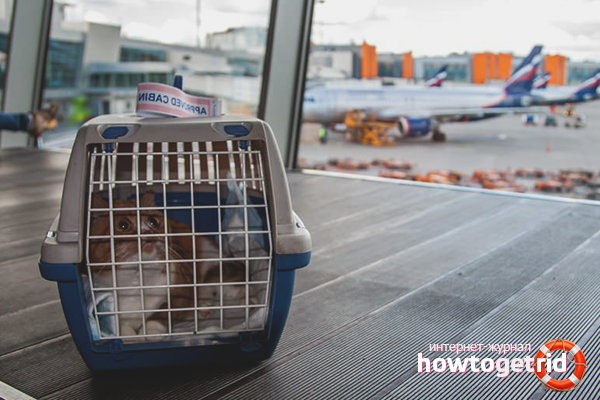 How to transfer a cat on a plane