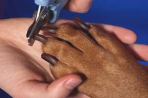 How to cut dog claws