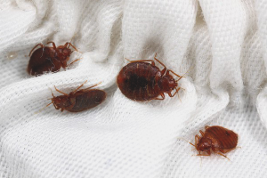 How to get bedbugs out of the sofa yourself