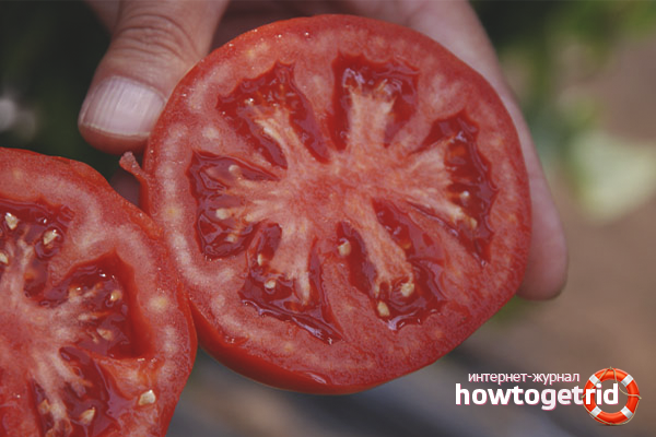 Comment collecter des graines de tomate
