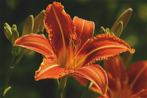 How to care for garden lilies