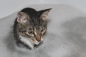 How to wash a cat if he is afraid of water