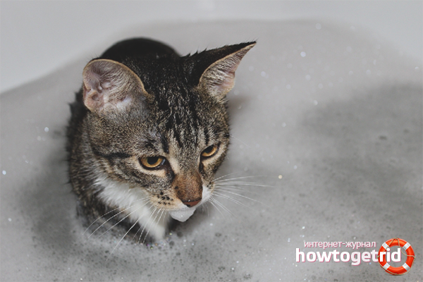 Comment laver un chat s'il a peur de l'eau