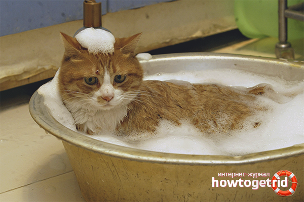 Comment laver un chat