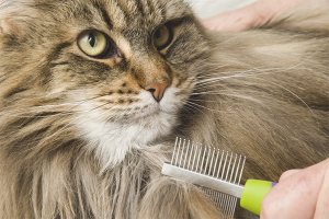 How to get rid of cat tangles