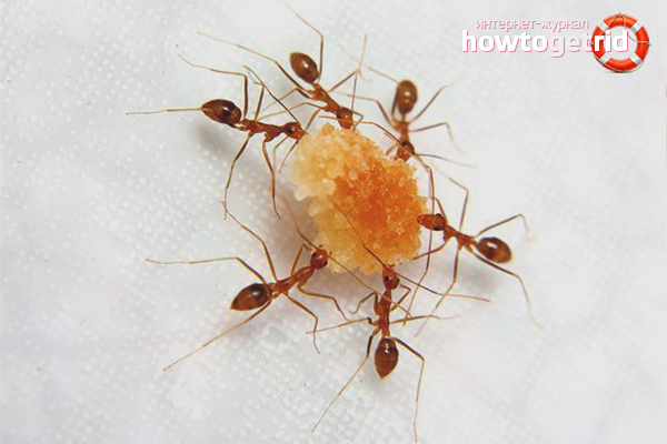 Remèdes populaires contre les fourmis