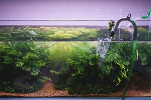 How often do you need to change the water in the aquarium