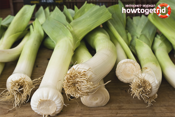 Wie man Lauch zu Hause hält