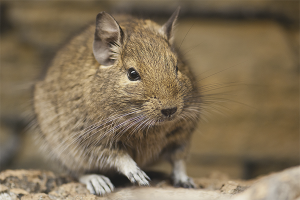 How to care for degu