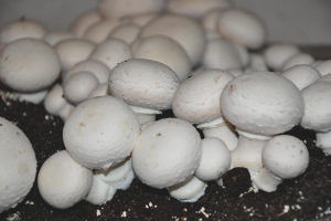 How to grow champignons