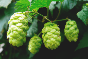 How to get rid of hops in the garden