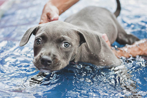 How to teach a dog to swim