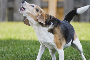 How to wean a dog to bark at other dogs