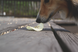 How to wean a dog to pick up food on the street