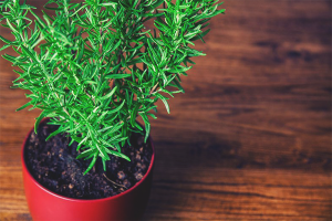 How to grow rosemary