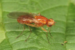 How to get rid of a carrot fly