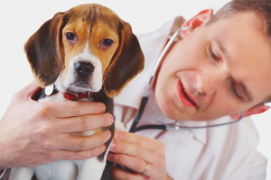 How to understand that a dog is sick