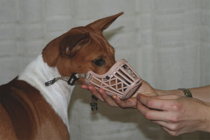 How to train a dog for a muzzle