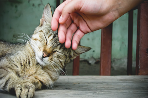 How to make a cat affectionate