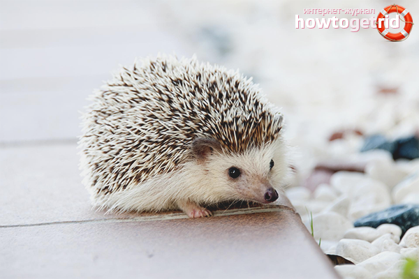 Wie man einen Igel pflegt