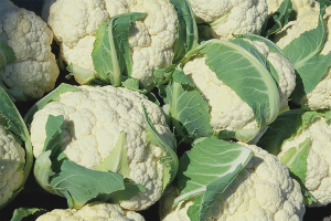 How to grow cauliflower in open ground