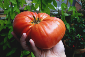 How to grow large tomatoes